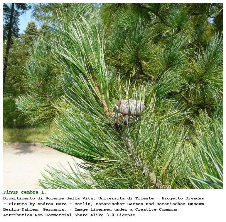 Pinus cembra L.